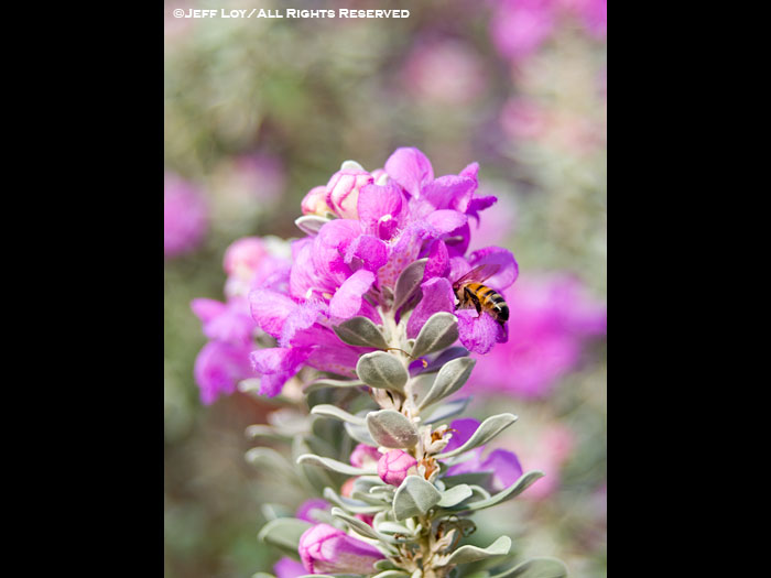 Texas Sage/Bee